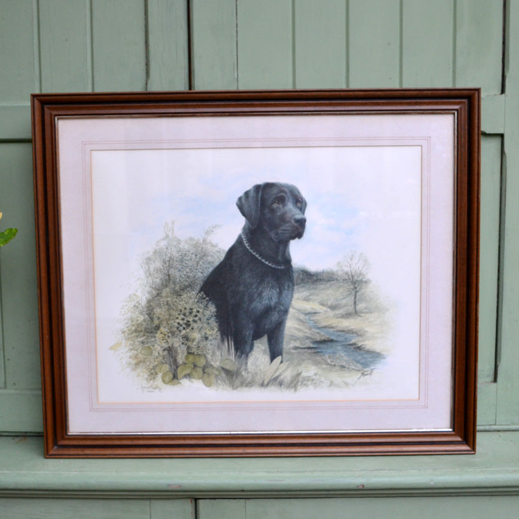 lack Labrador Print James Rowley