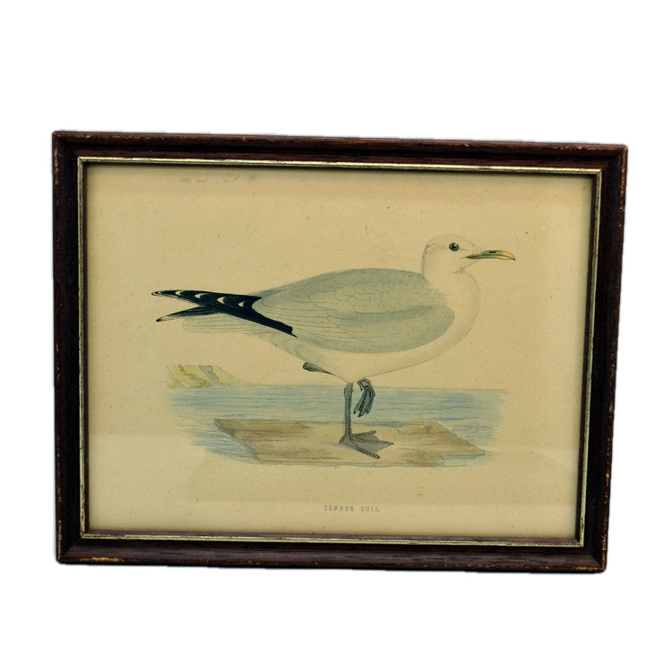 Pair of Framed Sea Bird Prints