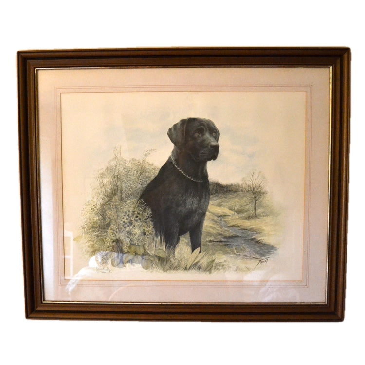 lack Labrador Limited edition Print James Rowley