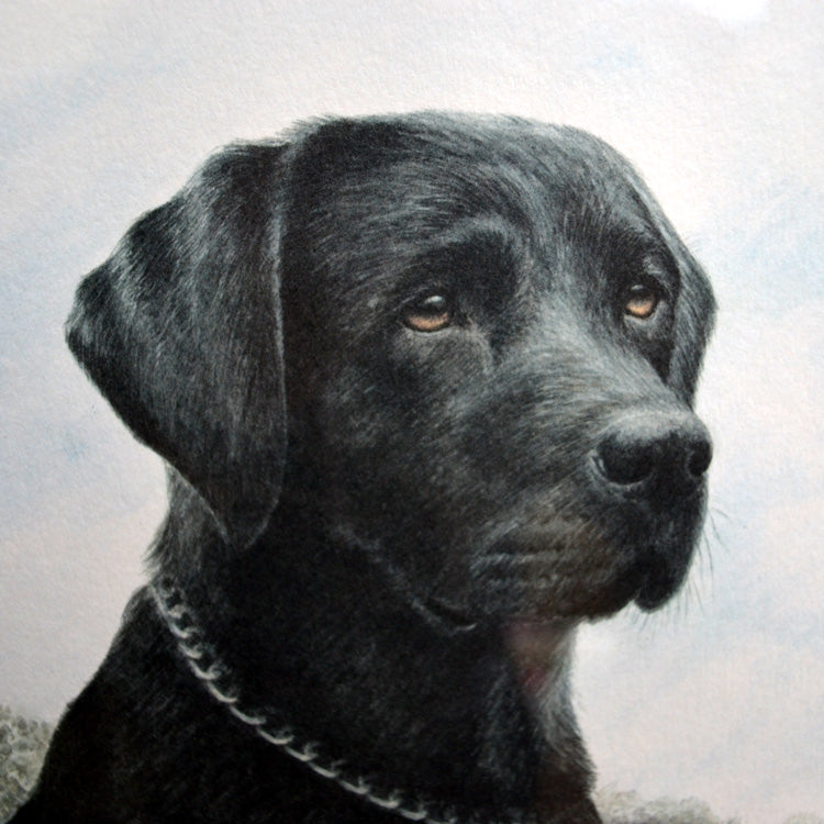 lack Labrador Limited edition Print 