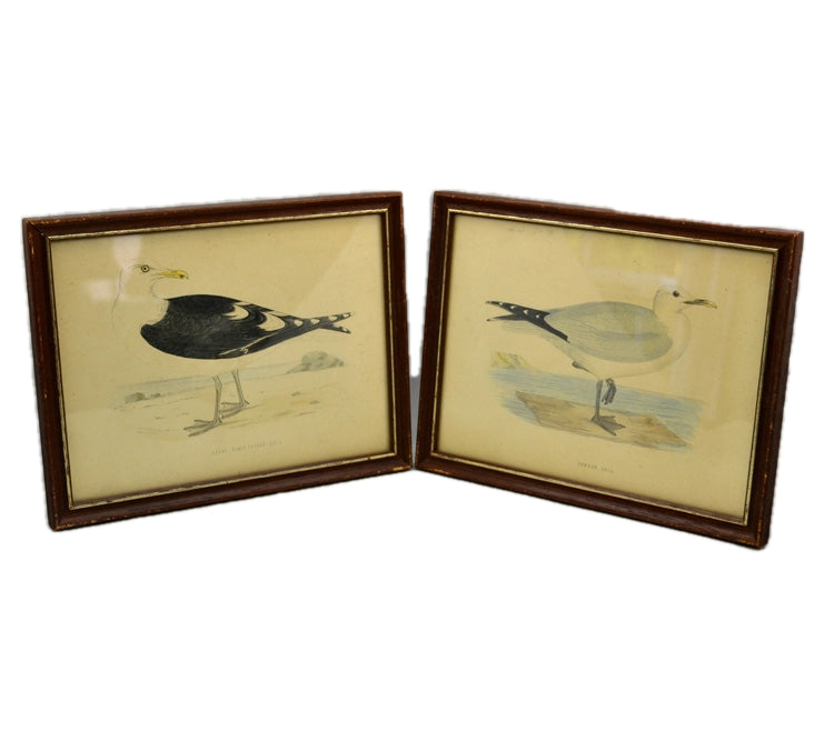 Pair of Framed Sea Bird Prints